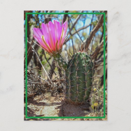 Baby Cactus Briefkaart (Voorkant)