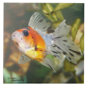 Baby Calico Ryukin Goldfish Tile Tegeltje
