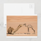 Baby Camel en zijn moeder Briefkaart (Voorkant / Achterkant)