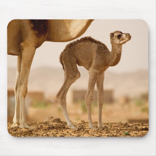 Baby Camel Muismat (Voorkant)