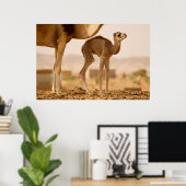 Baby Camel Poster (Thuiskantoor)