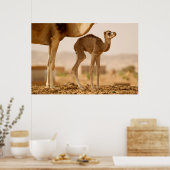 Baby Camel Poster (Keuken)