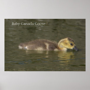 Baby Canada-gans Foto Poster