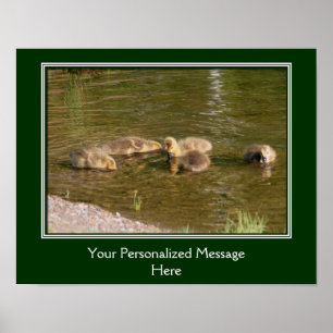 Baby Canada Goose Goslings Creëer Uw eigen Poster