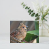 Baby Cardinal Wildlife Cure Fotografisch Briefkaart (Staand voorkant)