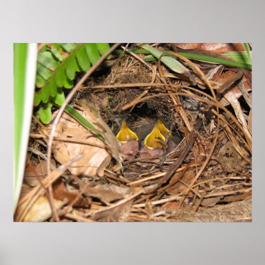 Baby Carolina Wrens Poster (Voorkant)