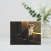 Baby Catbird Briefkaart (Staand voorkant)