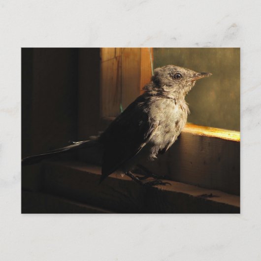 Baby Catbird Briefkaart (Voorkant)