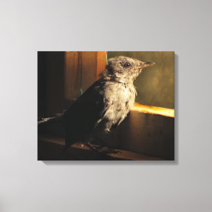 Baby Catbird Canvas Afdruk