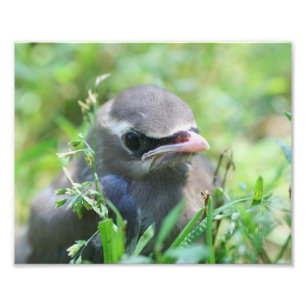 Baby Cedar Waxwing Bird 8x10 Natuur Foto Afdruk
