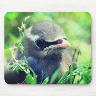 Baby Cedar Waxwing Bird Natuur Muismat