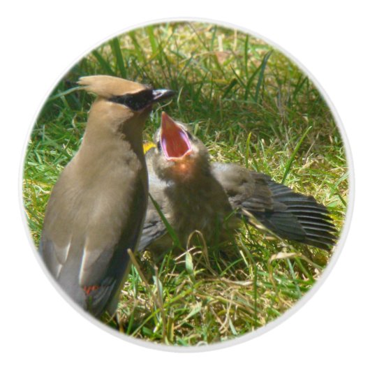 Baby Cedar Waxwing Bird Wildlife Animals Knop (Voorkant)