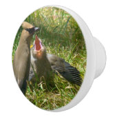 Baby Cedar Waxwing Bird Wildlife Animals Knop (Rechts)