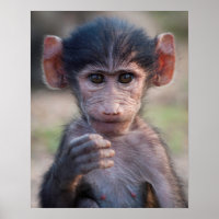 Baby Chacma Baboon