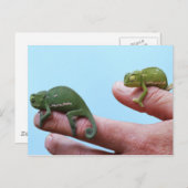 Baby-chameleonperspectief Briefkaart (Voorkant / Achterkant)