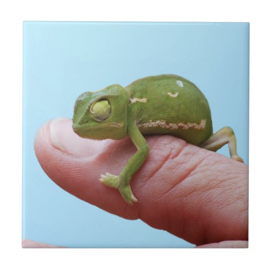 Baby-chameleonperspectief Tegeltje (Voorkant)