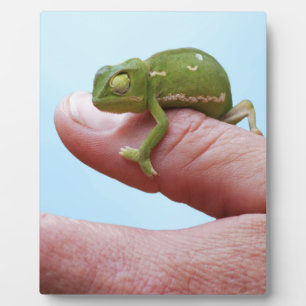 Baby-chameleons perspectief fotoplaat