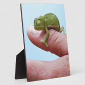Baby-chameleons perspectief fotoplaat (Zijkant)