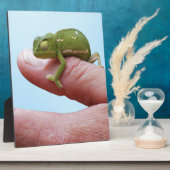 Baby-chameleons perspectief fotoplaat (Zijkant)