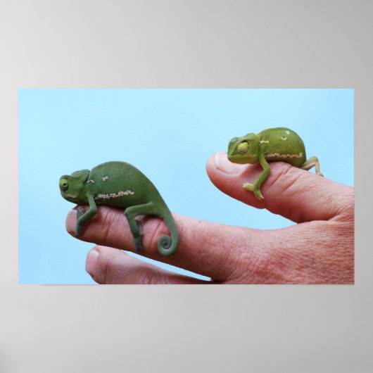 Baby-chameleons perspectief poster (Voorkant)