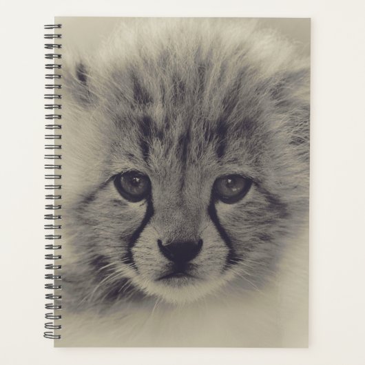 Baby Cheetah (Devant)