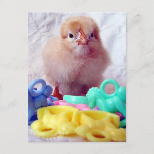 Baby Chick Briefkaart (Voorkant)