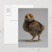 Baby Chicken Briefkaart (Voorkant / Achterkant)