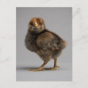 Baby Chicken Briefkaart