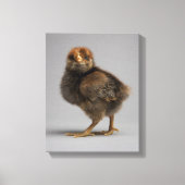 Baby Chicken Canvas Afdruk (Voorkant)