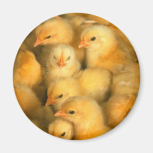 Baby Chicken Chickens Magneet