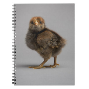 Baby Chicken Notitieboek
