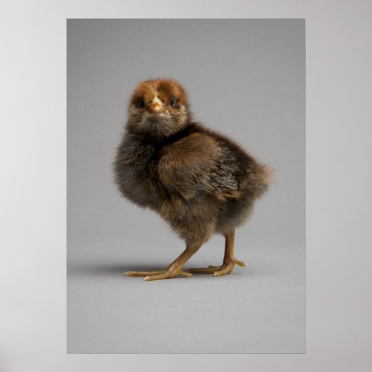 Baby Chicken Poster (Voorkant)