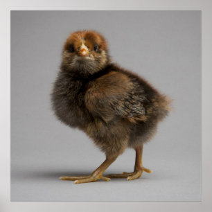 Baby Chicken Poster
