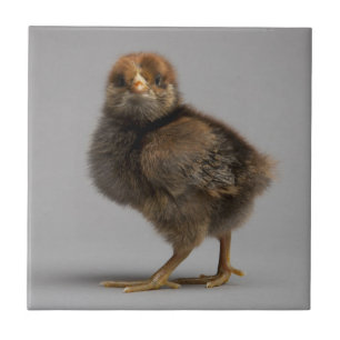 Baby Chicken Tegeltje