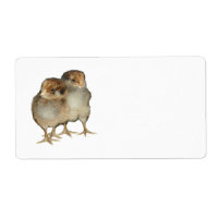 Baby Chicks Araucana Kippen Ornithologie Vogels