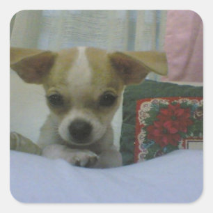 Baby Chihuahua Puppy Vierkante Sticker