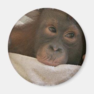 Baby Chimp Round Magnet Magneet