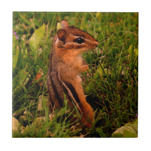 Baby Chipmunk Animal Art Tegeltje