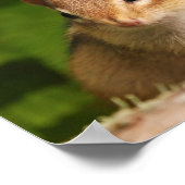 Baby Chipmunk Friends Citation Poster (Coin)
