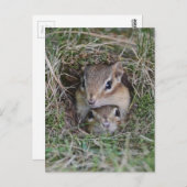 Baby Chipmunk, gebundeld Briefkaart (Voorkant / Achterkant)