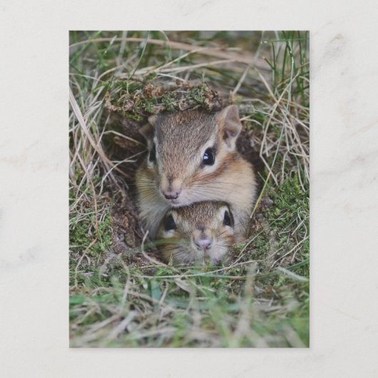 Baby Chipmunk, gebundeld Briefkaart (Voorkant)