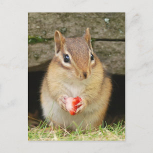 baby-chipmunk met aardbei briefkaart