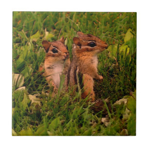 Baby Chipmunks Animal Art Tegeltje
