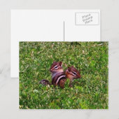 Baby Chipmunks Carte postale animal de premier jou (Devant / Derrière)