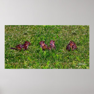 Baby Chipmunks Collage 1 Dierpotlood Art Poster