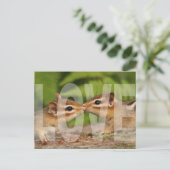 Baby Chipmunks Love Design Carte postale (Debout devant)