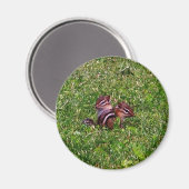 Baby Chipmunks Premier Jour Animal Magnet (Recto/Verso)