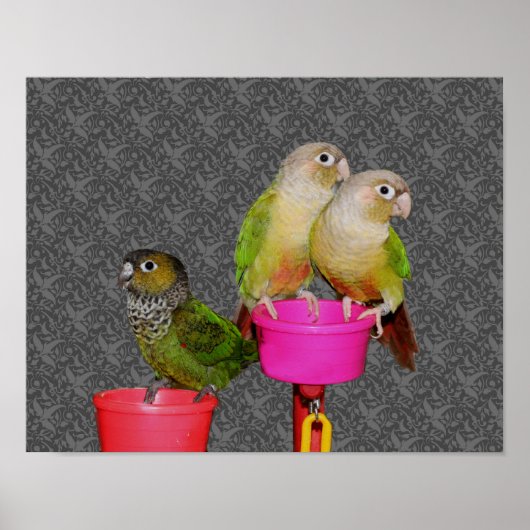 Baby Conure Parrots Animal Poster (Voorkant)