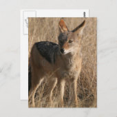 Baby Coyotes Briefkaart (Voorkant / Achterkant)