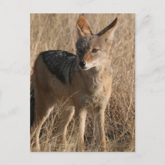 Baby Coyotes Briefkaart (Voorkant)
